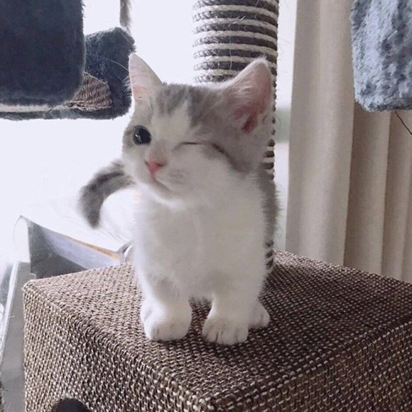 iluvkawaii